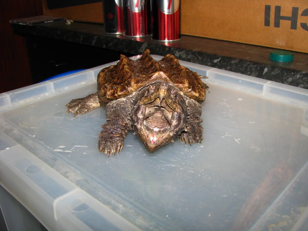 Alligator Snapping Turtle For Sale Uk