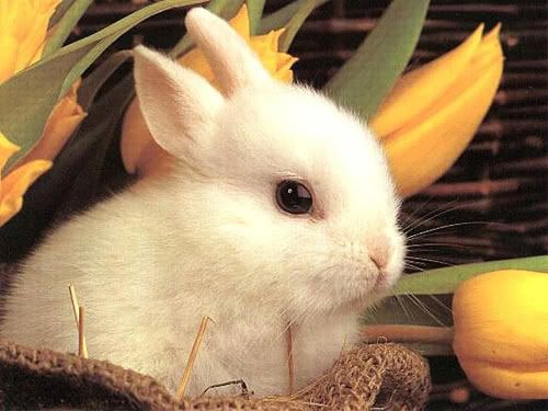 bunny Pictures, Images and Photos