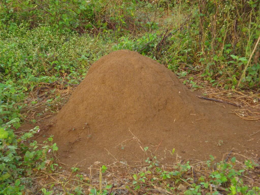 Ant Hill Pictures, Images and Photos