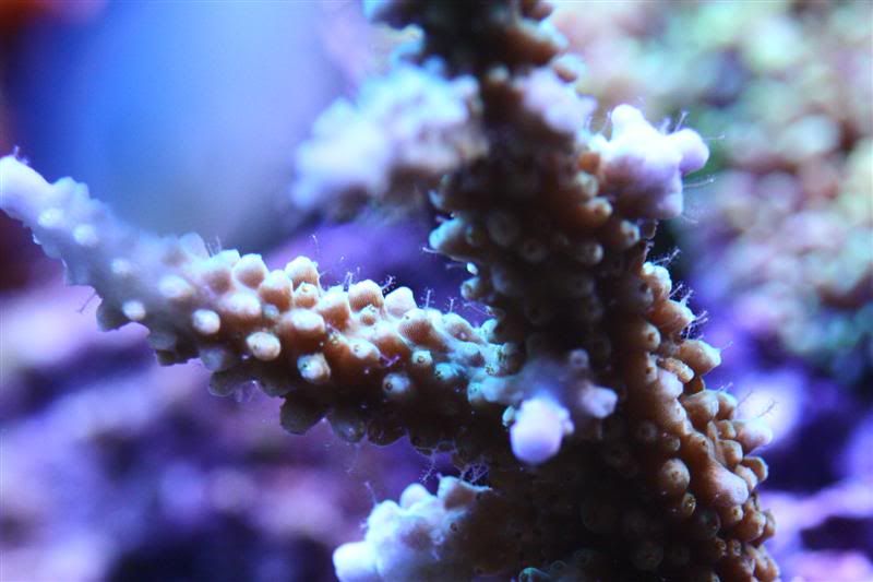 Hydroid problem REEF2REEF Saltwater and Reef Aquarium Forum