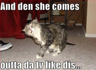 LOL Cats Pictures, Images and Photos