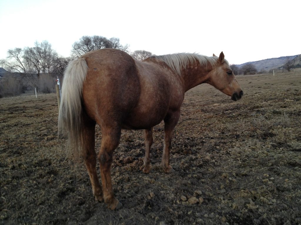 2012 Baby Bumps! Page 14 The Horse Forum