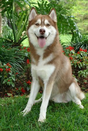 siberian husky Pictures, Images and Photos