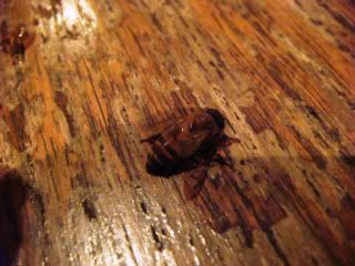 DSC04967.jpg