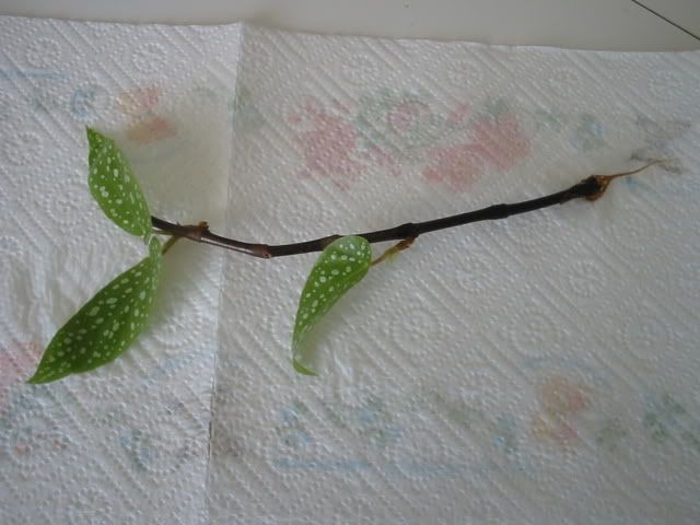 Begonia10gennaio2009generale1.jpg