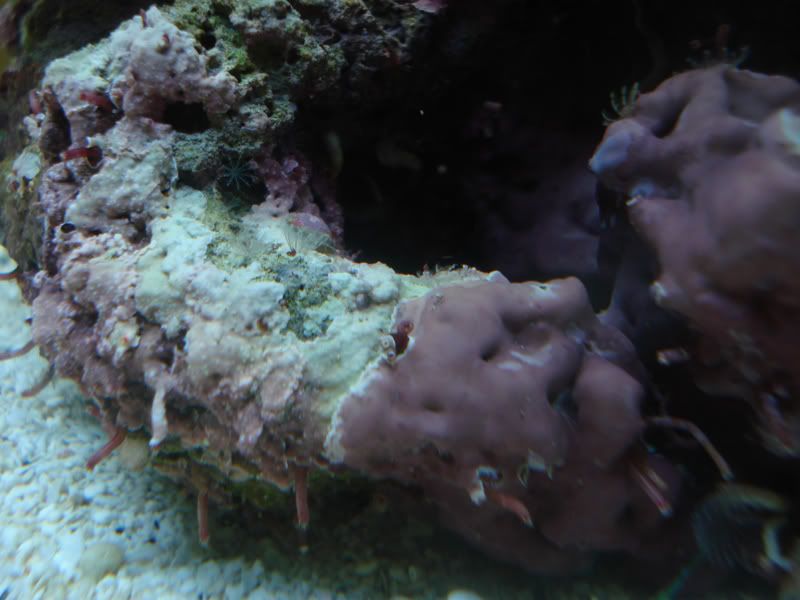 coralline002.jpg