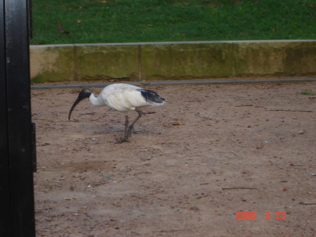 spring2008032.jpg some of the many interesting birds here image by tori2287