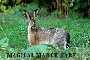 marchhare.jpg