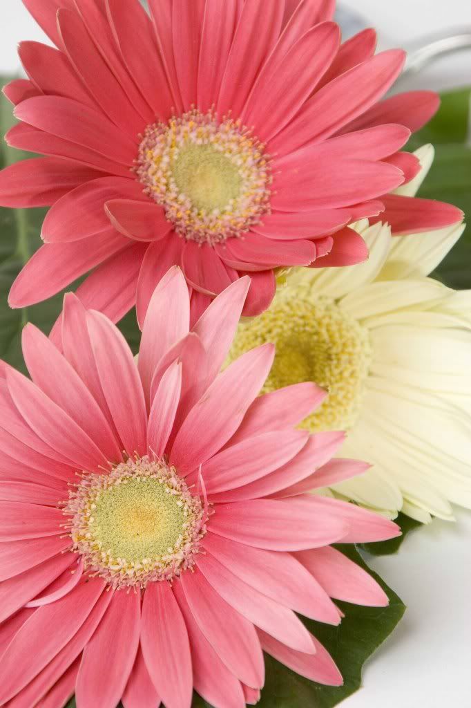 Gerbera Daisies