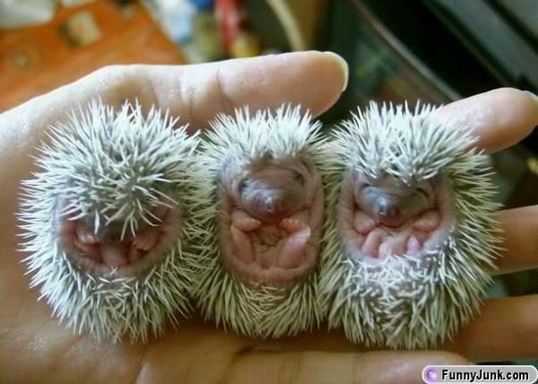 porcupine-babies.jpg