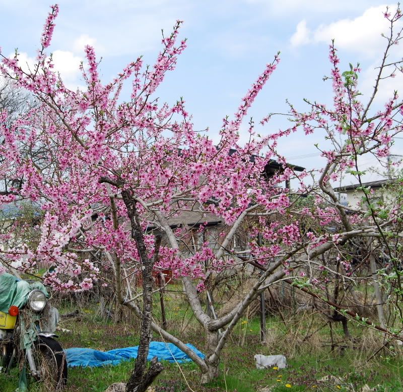 Pears vs. Peach Photos Unlimited Page 1 of 1