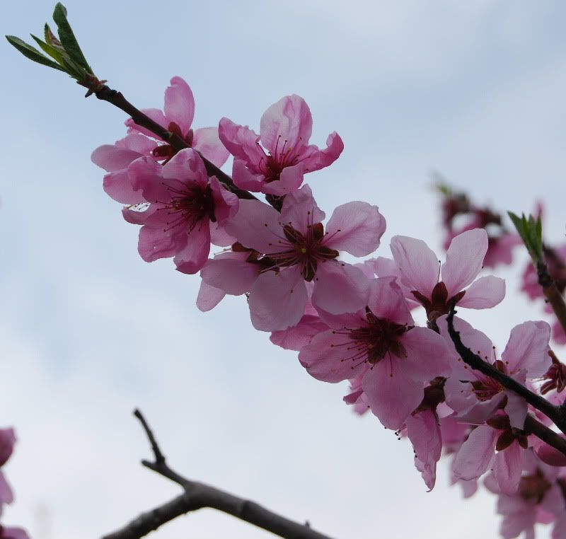 Pears vs. Peach Photos Unlimited Page 1 of 1