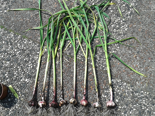 knoflook.png