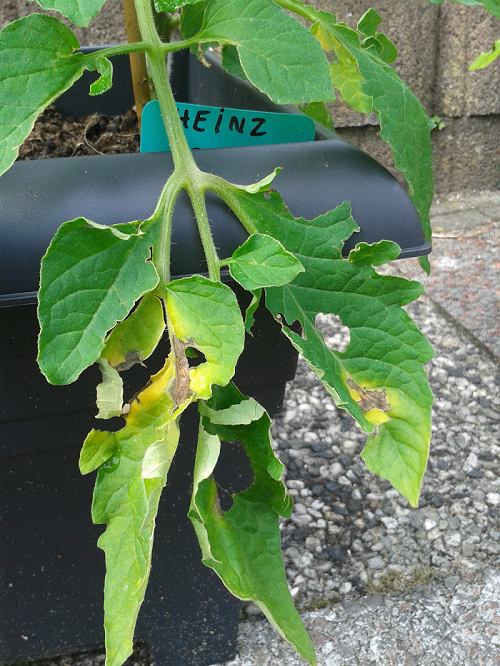 tomaat%20phytophthora%201.png