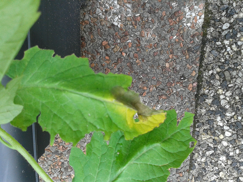 tomaat%20phytophthora%202.png