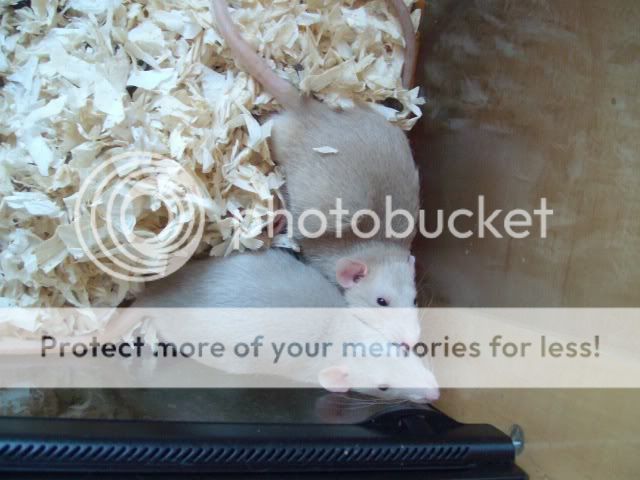 Dumbo rats, hairless, fuzzy and sandy fur | Reptile Forums