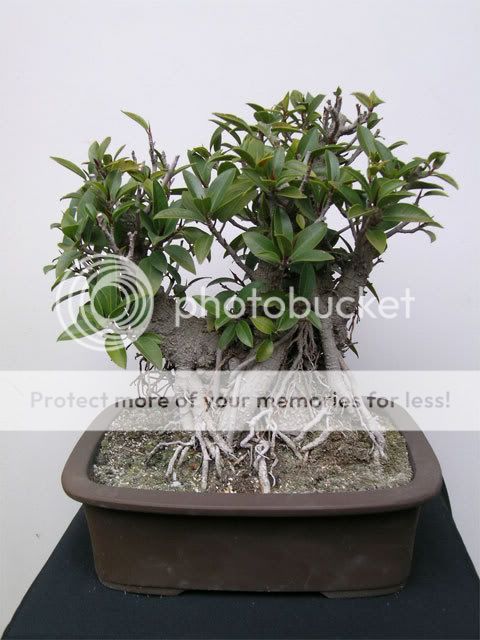 Port Jackson Fig Ficus Rubiginosa Indoor Bonsai 10 Seed