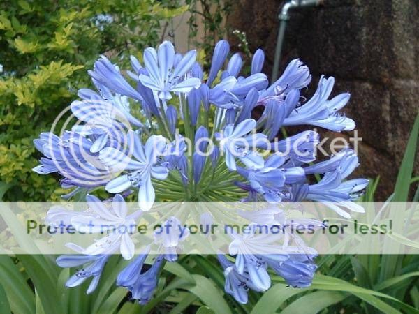   of THE NILE 15 seeds   Agapanthus africanus Great Perennial  