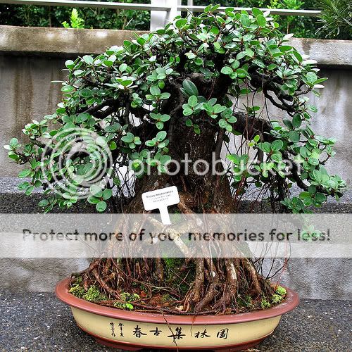 CURTAIN FIG, FICUS VIRENS   GREAT INDOOR BONSA10 seed  