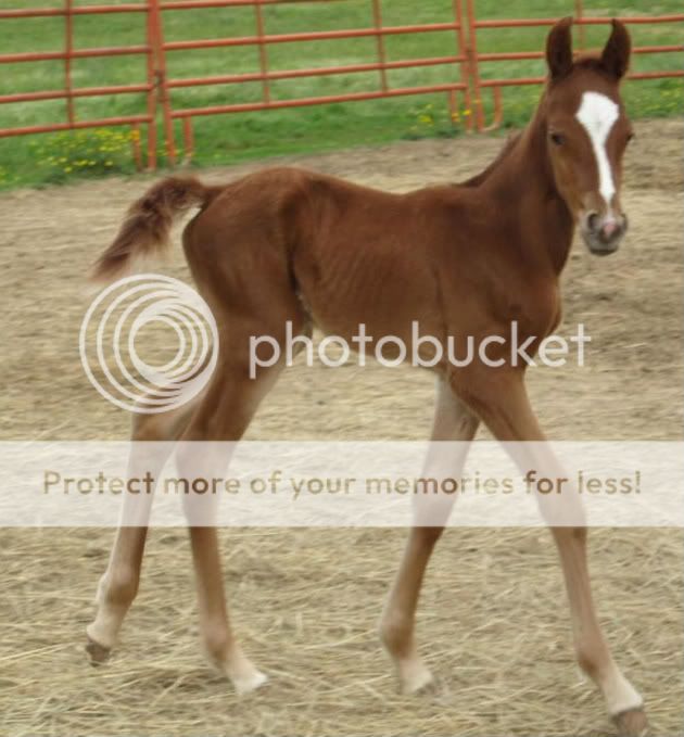 2008 Foal by Irish Sundance & out of Destiny Unknown