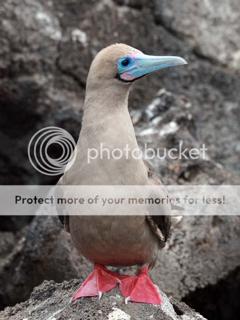 Red footed boobie Pictures, Images and Photos